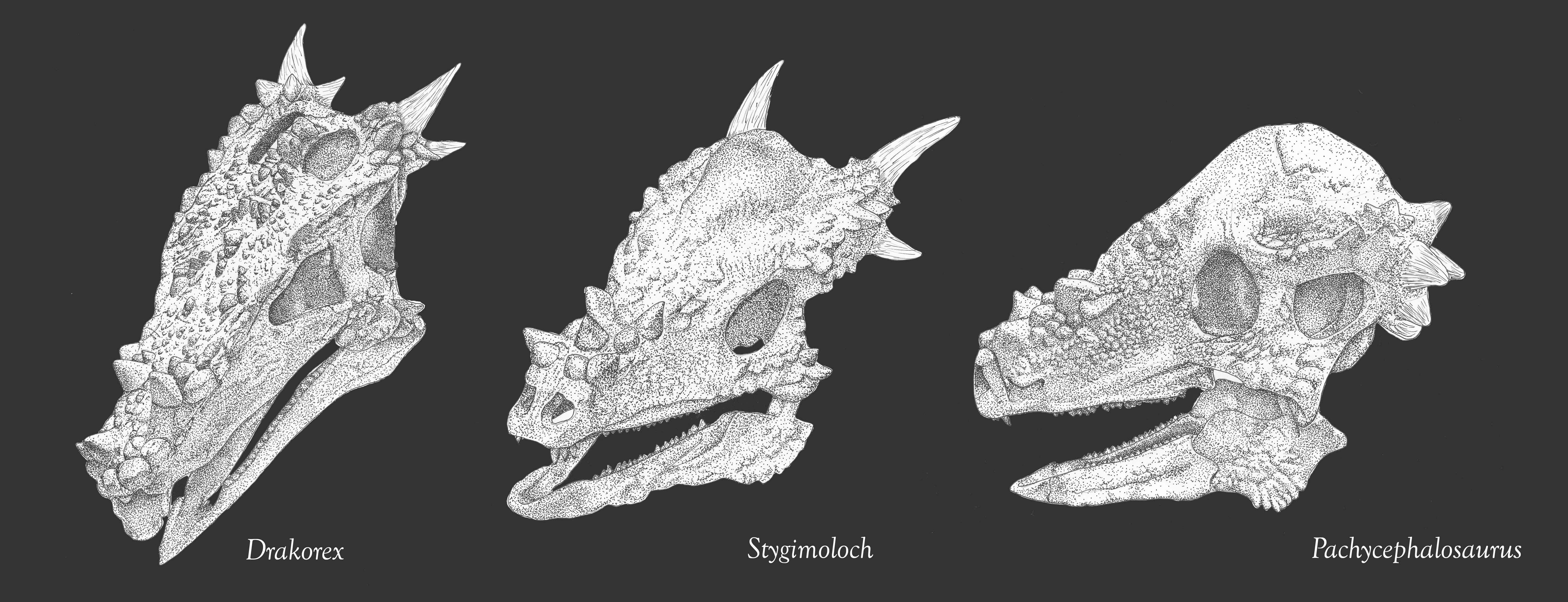 pachycephalosaurs.jpg
