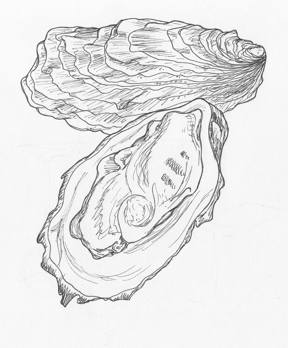 Oyster | Life in Pen and Ink